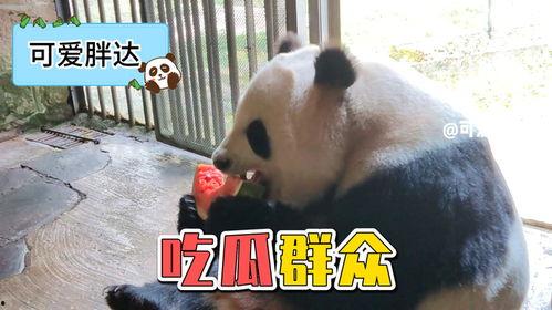 熊猫表情吃瓜,揭秘网络热梗背后的趣味与思考