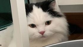 可爱的小猫吃瓜,萌宠小猫欢乐吃瓜记