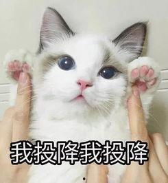 猫咪吃瓜 表情包,萌态可掬，笑翻网友