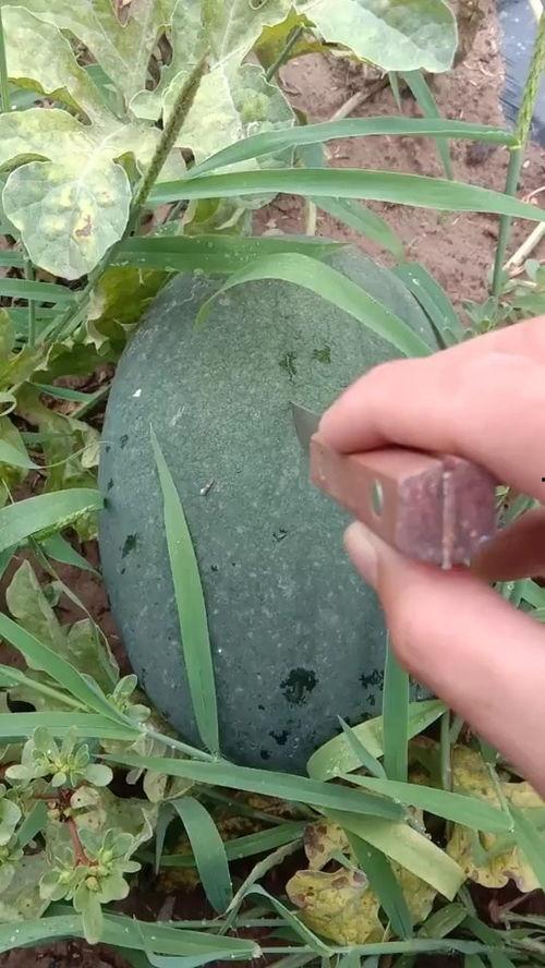 简简单单吃瓜,轻松享受夏日清凉时光