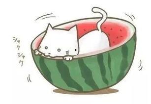 吃瓜玩球,揭秘娱乐圈与体育圈的跨界风云