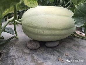 魏弯吃瓜视频,揭秘娱乐圈幕后故事