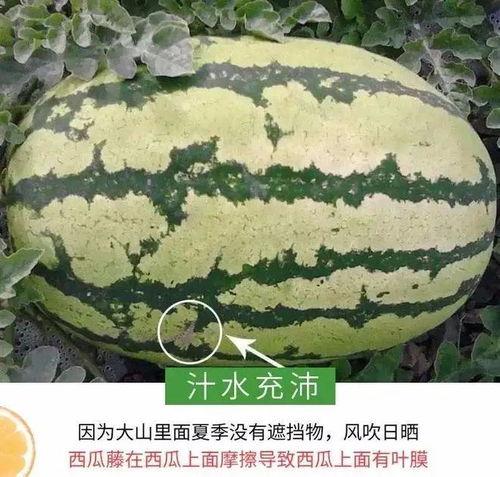 温州叶丛吃瓜,揭秘叶丛吃瓜背后的故事与启示