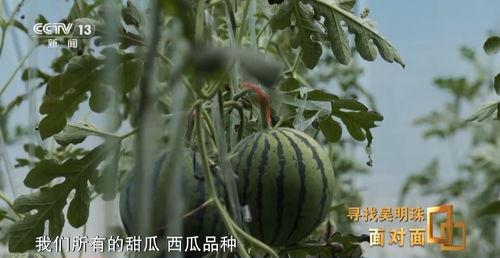 吃瓜中心华夏,揭秘娱乐圈背后的故事与真相