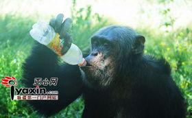 猩猩女人吃瓜,揭秘原始森林中的神秘食瓜传奇