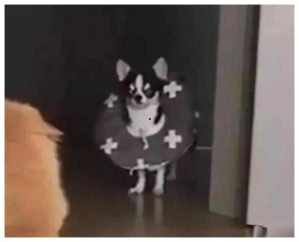 猫出动狗吃瓜,一场宠物界的趣味对决