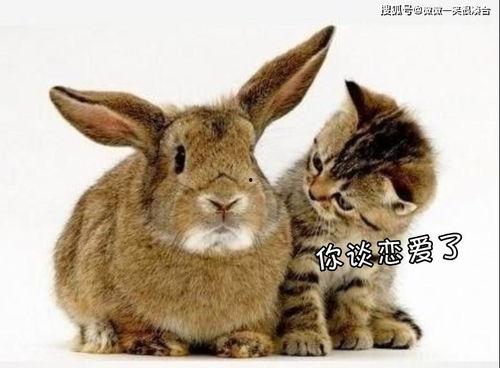 吃瓜呆呆兔,揭秘兔子界的“吃瓜群众”