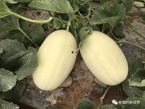 吃瓜小魏,揭秘娱乐圈幕后故事