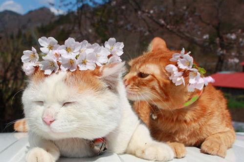 猫猫吃瓜会被听到txt