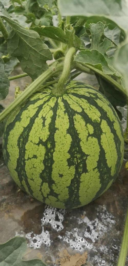 舟山幼师吃瓜,揭秘幼教行业背后的真相