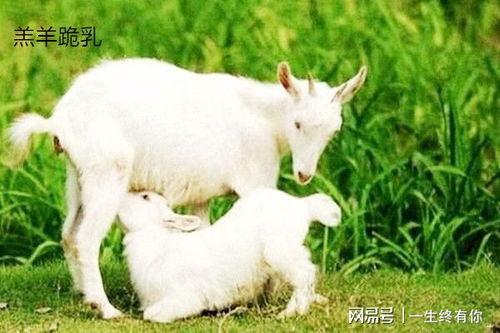 晴天小羊截图吃瓜,趣味横生引网友热议