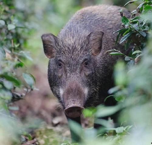 野猪吃瓜搞笑头像高清,欢乐无限，高清搞笑头像来袭！