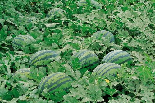 森林消防监控吃瓜,监控下的守护与挑战