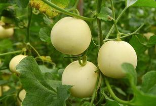 天人吃瓜,一场别开生面的天人吃瓜盛宴