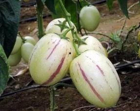 带你吃瓜奇葩水果视频,带你探索带你吃，带你领略水果界的奇幻之旅