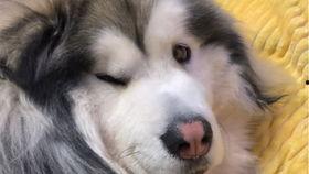 柯基吃瓜干,柯基萌宠大秀吃瓜干风采