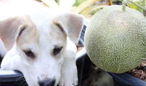 狗儿吃哈密瓜,甜蜜邂逅与趣味瞬间