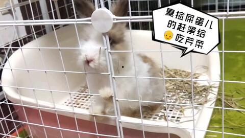 兔子第一次吃哈密瓜,兔子的小确幸之旅