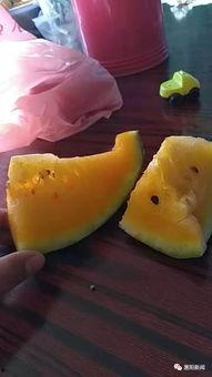 吃瓜卖包,揭秘吃瓜卖包的潮流新玩法