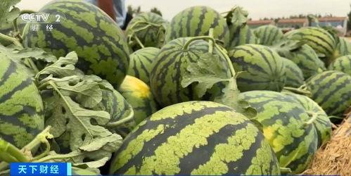 瓜瓜吃瓜情节鉴赏,笑谈娱乐圈风云变幻