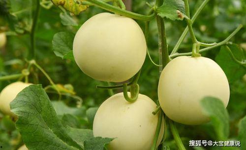 瓜王甜瓜怎么吃,多味品尝，尽享夏日清凉