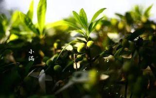 小满忆尘吃瓜,瓜界新宠，瓜味人生