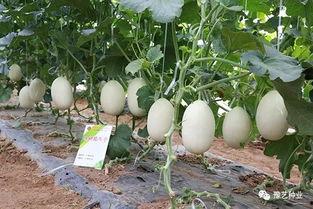 河南农大的吃瓜事件,校园风波背后的真相探寻