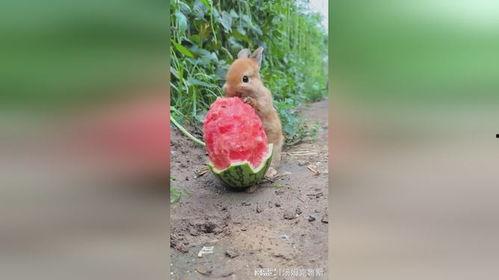 小兔吃瓜烟花,一场欢乐的夏日盛宴