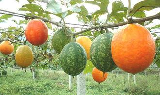 孕期可以吃吊瓜吗,安全享用吊瓜的时机与建议