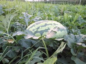 程yoyoyo吃瓜,瓜田里的美食探险记