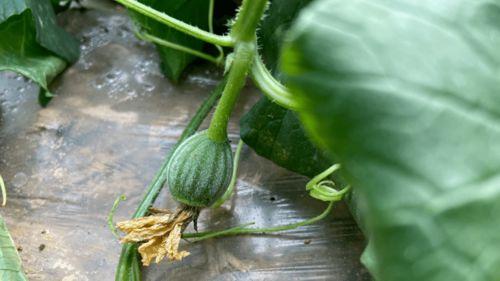 小时候上学吃瓜,那些年我们一起吃瓜的日子