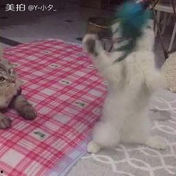 吃瓜群众V大爷,揭秘娱乐圈幕后故事