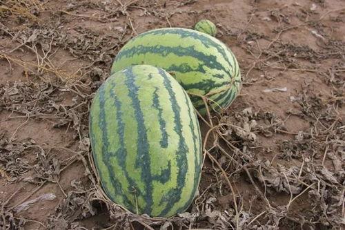 请主任吃瓜,揭秘职场中的小道消息与人际互动