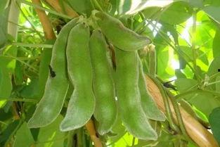 北流高中吃瓜,揭秘校园里的热点话题