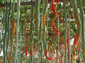 蛇瓜怎么吃瓜的图片,图解如何轻松享用这道独特佳肴