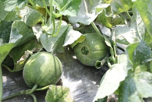 吃瓜最好的季节,吃瓜正当时！