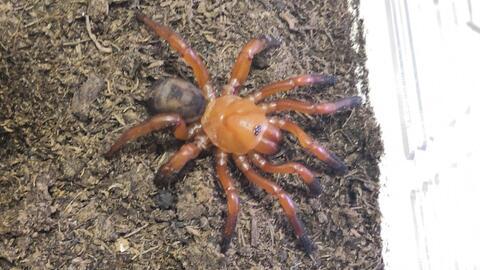 蜘蛛怎么吃瓜蛋,揭秘自然界的奇妙食性