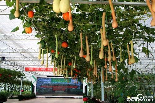 香炉瓜吃南瓜吗,一场跨界的美食对话