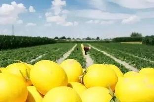 红薯能与蜜瓜吃吗,健康美味两不误