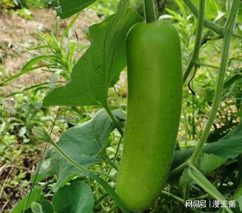 吃瓜黄西红柿,揭秘网络红人的崛起之路