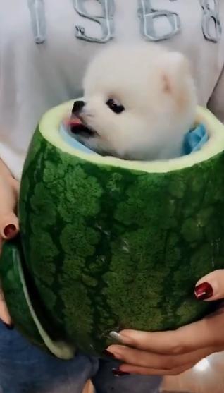 小可爱 吃瓜,揭秘娱乐圈幕后真相