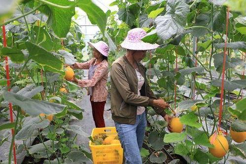 香港的网红吃瓜,揭秘娱乐圈最新“瓜田”风云