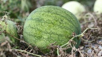 吃冷瓜视频,冷瓜视频带你领略清凉美味