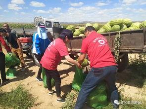 包头吃瓜事件,一场网络舆论的风暴与反思