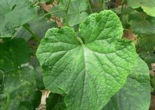 瓜叶子可以吃吗,瓜叶子的食用价值与食用方法揭秘