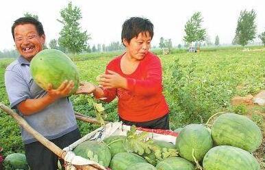 梦到走路在路边摘瓜吃,路边摘瓜的奇幻之旅