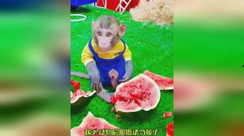猴哥偷瓜吃,一场欢乐的田园冒险