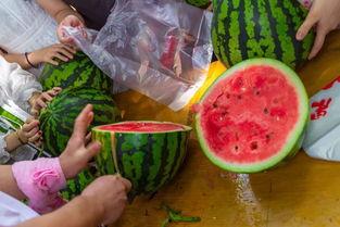 春节吃瓜视频,趣味视频带你领略民俗风情