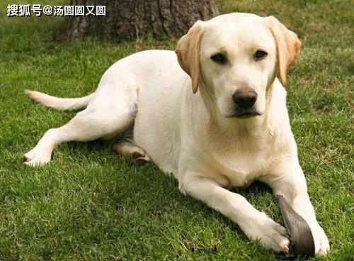 吃瓜拉布拉多