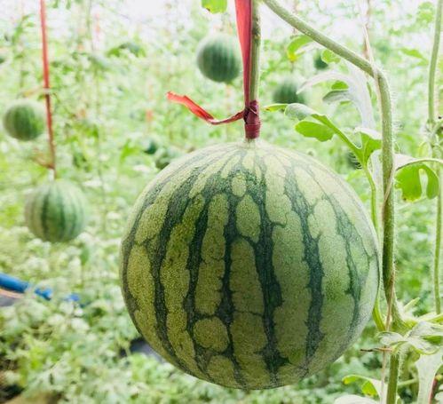 在地里吃瓜头像,跟随地里吃瓜头像，探寻田园生活的诗意